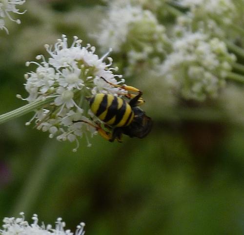Réf. 225 096 : Ectemnius fossorius